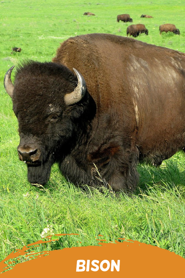 bison