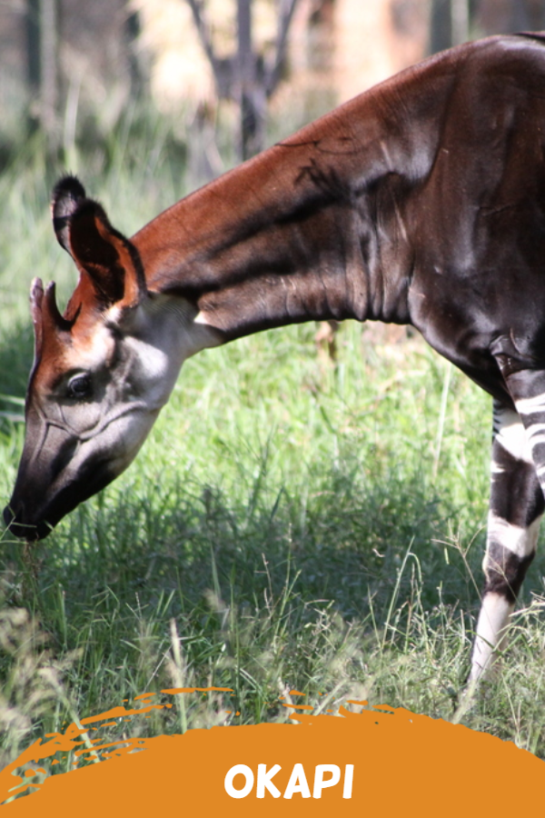 okapi