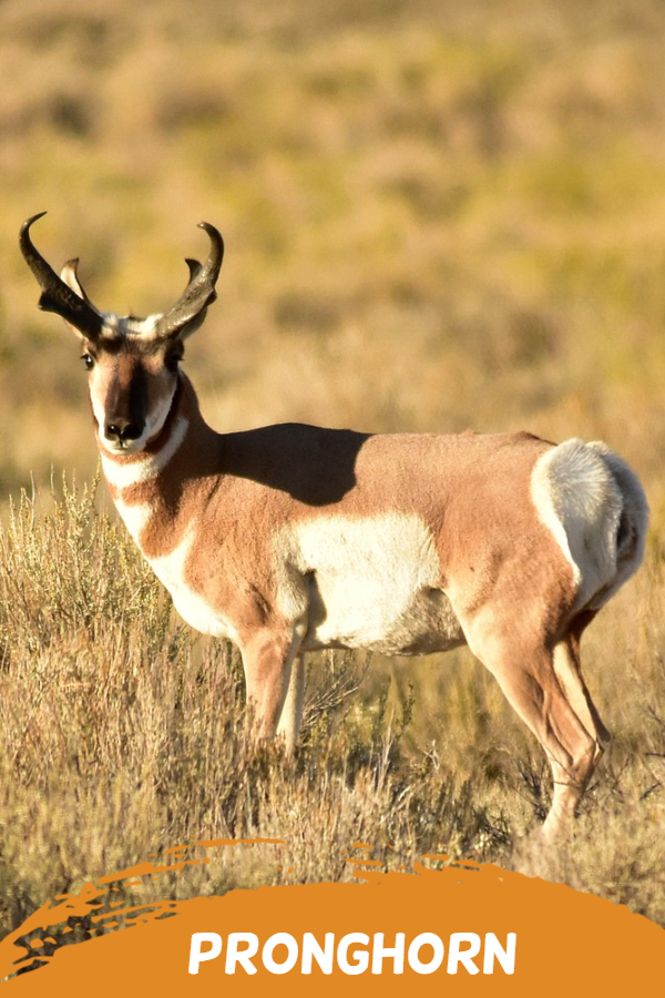 pronghorn