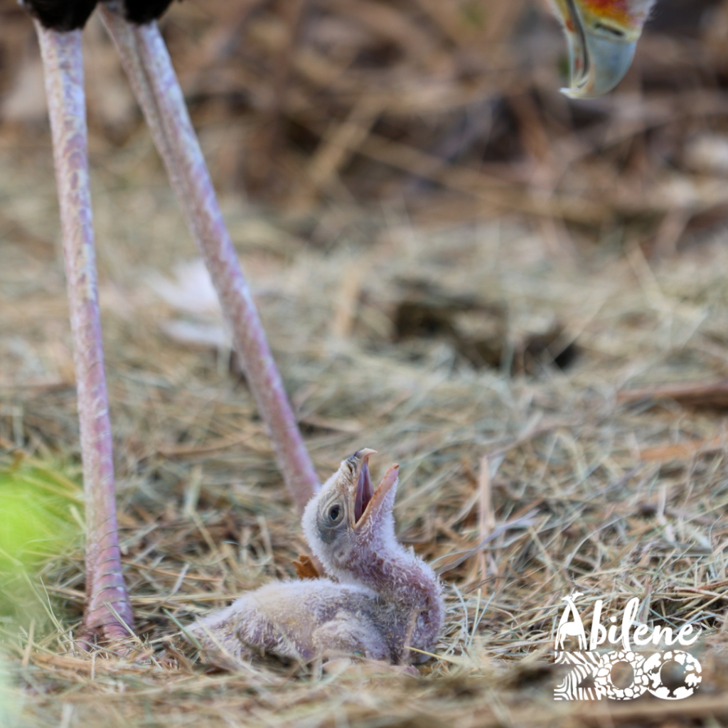 Secretary Bird Press Release 1