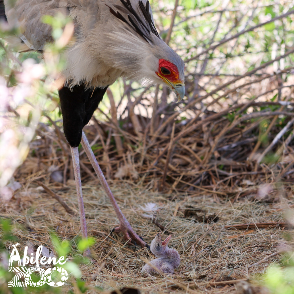 Secretary Bird Press Release