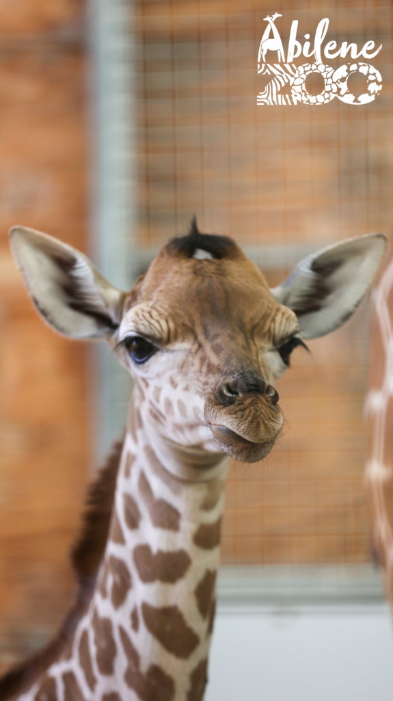 Baby Giraffe Born 051824 (1)