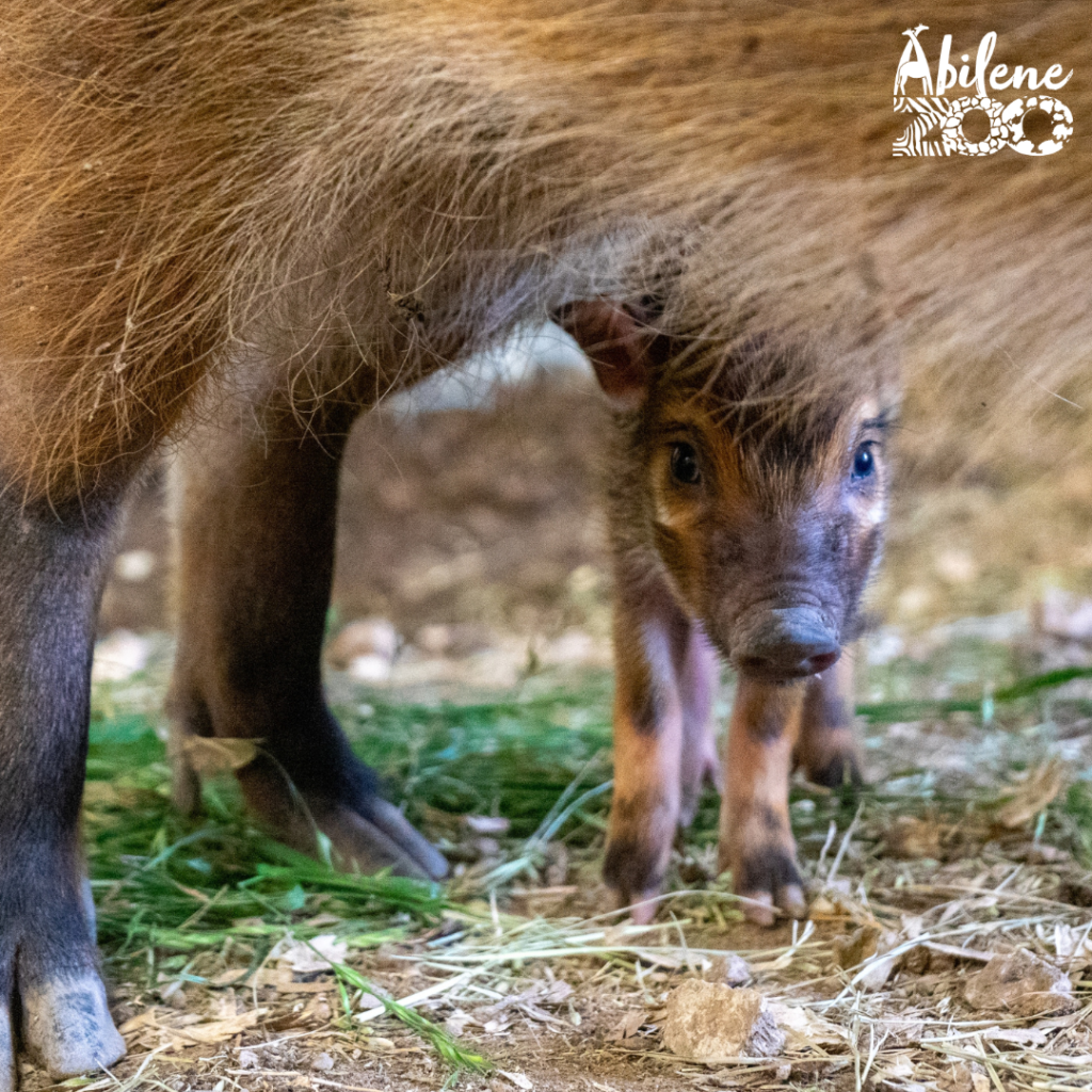 Baby Red River Hog 1