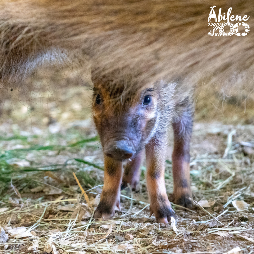 Baby Red River Hog 2