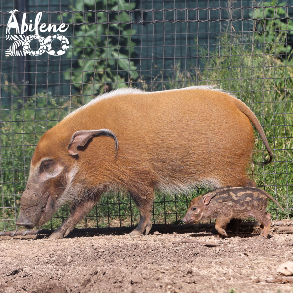 Baby Red River Hog 3