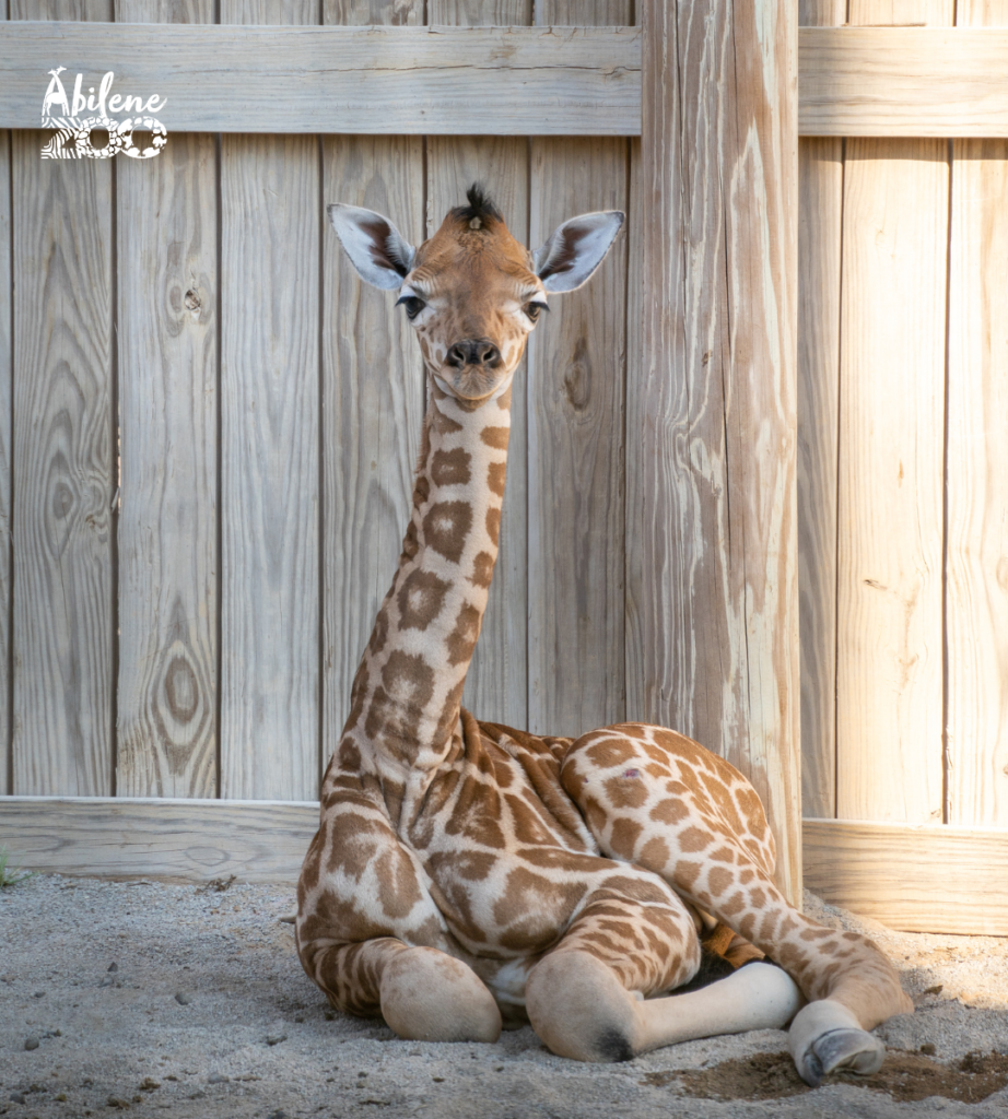 Abilene Zoo Press Release Baby Giraffe Born 20.07.24 (1)