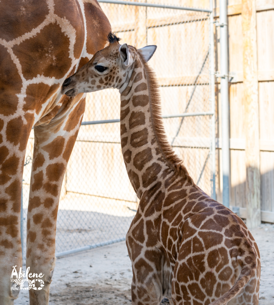 Abilene Zoo Press Release Baby Giraffe Born 20.07.24 (5)